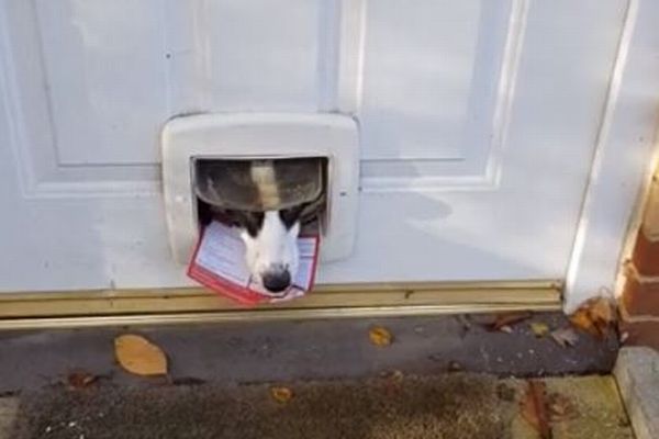 「手紙はいりません！」猫の出入口から不在票をくわえて返すワンコがユニーク