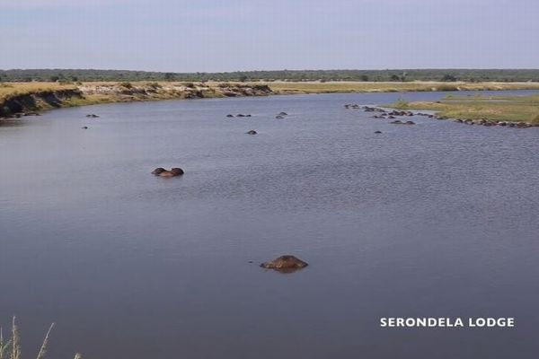 アフリカの川でバッファローの群れが謎の大量死、400頭が川で発見される