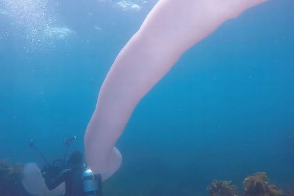 大きさは8m！ダイバーが巨大なゼラチン状の生物と遭遇【動画】