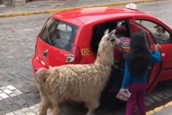 アルパカ、タクシーに乗る！ペルーの町で撮影していた人もびっくり