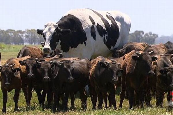 背の高さは約2m、重さ1.4トン！巨大すぎる牛がオーストラリアで話題に