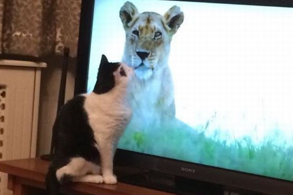 ライオンのTV番組にネコが夢中？英で多くの飼い主が写真を投稿