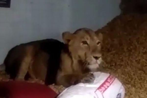 インドで農家の家に野生のライオンが入り込む、その場にいた家族もパニックに