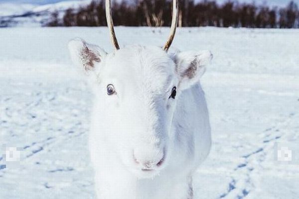 ノルウェーで撮影された、珍しい純白のトナカイの赤ちゃんがかわいい
