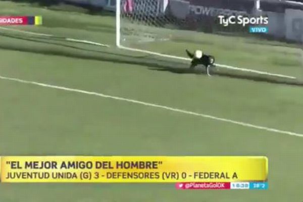 アルゼンチンでサッカーの試合にワンコが闖入、なんとゴールまで防ぐ