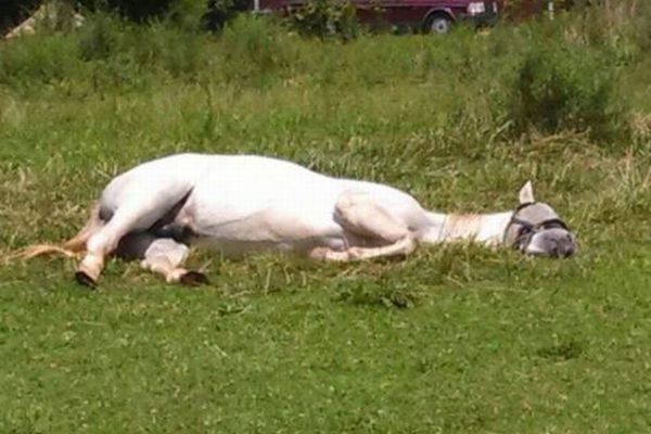 小屋に入りたがらず、地面に横たわって眠る馬、珍しすぎてネットで話題に