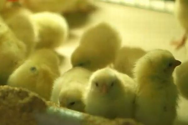 オスのヒナの殺処分を止めるため…独の研究所がニワトリの卵の性別を見分ける技術を開発