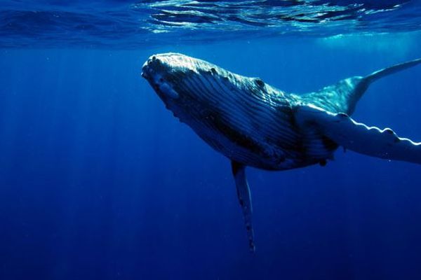 なぜ欧米の人々は捕鯨に反対するのか？海外のSNSに寄せられた意見とは