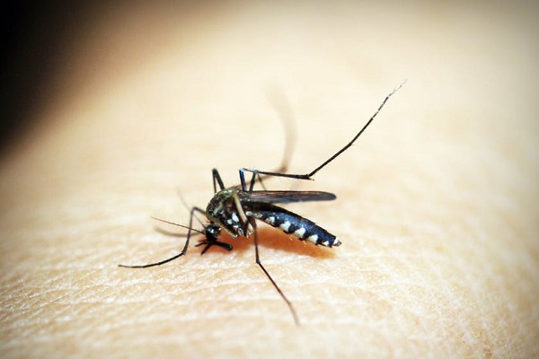 ブルキナファソでマラリア根絶に向け蚊を用いた実地試験開始されようとするも議論に