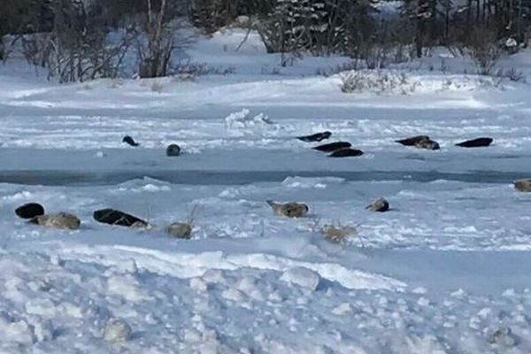 カナダの街に突然多くのアザラシが出現、湾が凍り海へ戻れなくなる