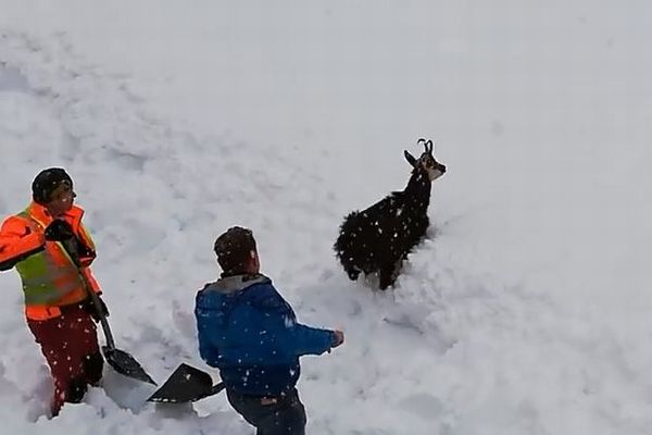 オーストリアの鉄道職員が除雪作業を中止し、雪に埋もれたヤギを救出