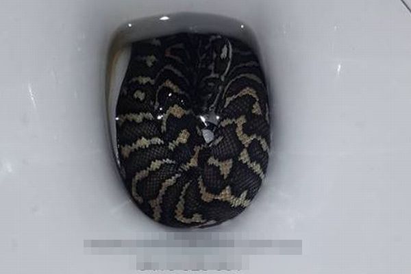 オーストラリアでトイレに座った女性、便器に潜んでいたパイソンに尻を咬まれる