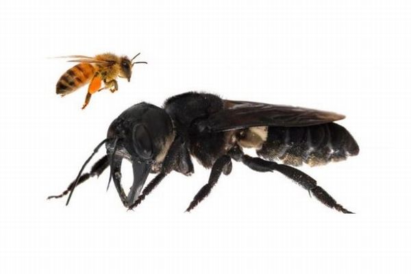 世界最大、しかも絶滅したと思われたハチが、インドネシアの島で発見される