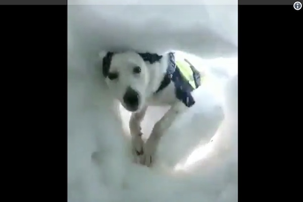 人命救助犬に発見される瞬間を、雪の中から撮った動画に心が溶ける