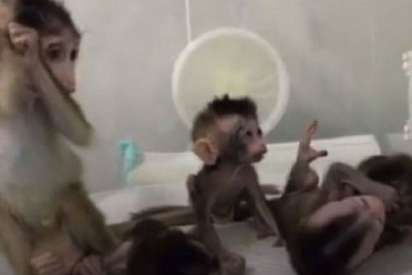 中国でクローン技術による猿が誕生、“非常に残酷”だとして批判も浴びる