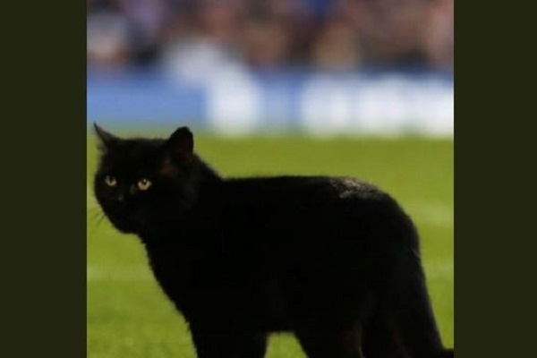試合に突如現れたのは猫！英国でサッカーの競技中に黒猫が乱入する珍事が発生
