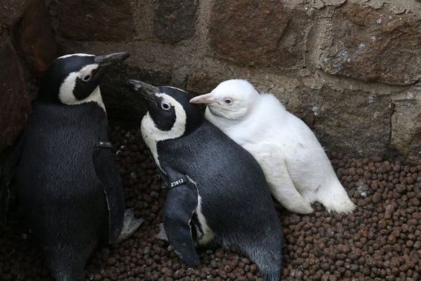 レアな真っ白なペンギンの子供、ポーランドの動物園でデビュー！