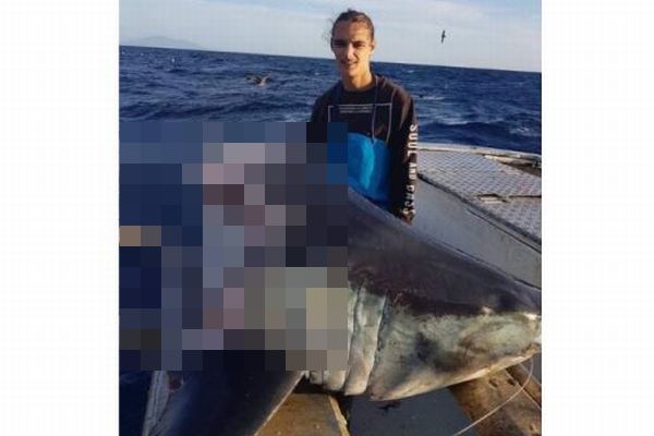 豪沖で巨大なサメの頭部だけを発見、胴体を食いちぎったのは何者？