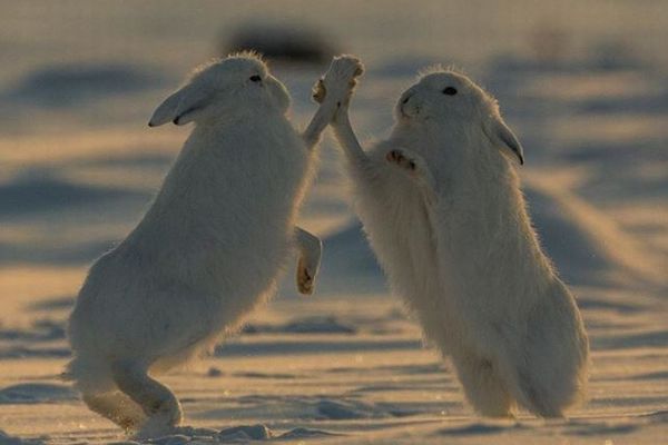 せーのでハイタッチ！北極で生きるウサギを捉えた写真が愛らしい