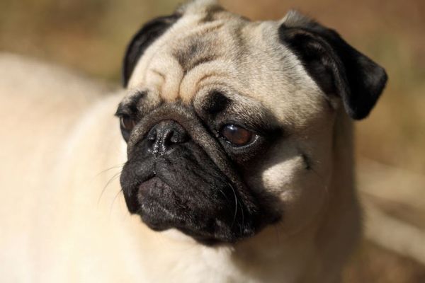 前代未聞！ドイツの市が税金を滞納した住人から愛犬を押収、ネットで販売する