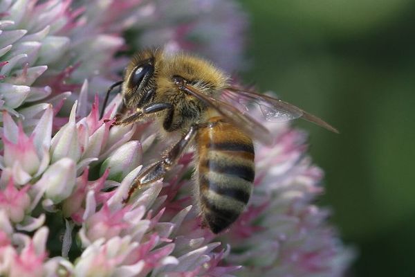 英で珍事件、巣箱を倒した泥棒が怒った8万匹のミツバチに襲われた？