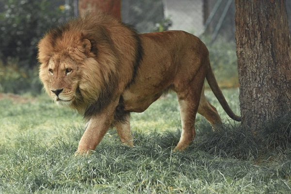 チェコ人男性、自宅の庭で飼っていたペットのライオンに襲われ亡くなる