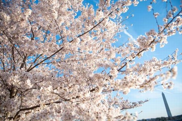 米ワシントンD.C.でも桜が満開、ネットに投稿された写真を集めてみた！