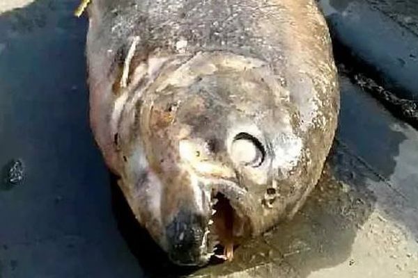 英の湖で2匹のピラニアの死骸を発見、カモや他の魚も姿を消す