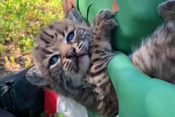 米で森林火災を生き延びたオオヤマネコが出産、4匹のかわいい赤ちゃんを公開