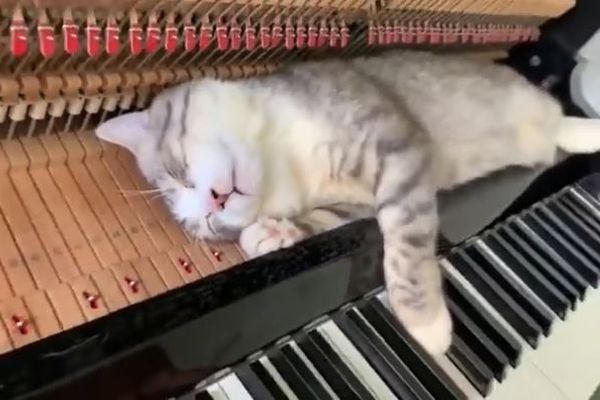 何があっても動かない…ピアノの上で眠り続けるニャンコの動画が面白い