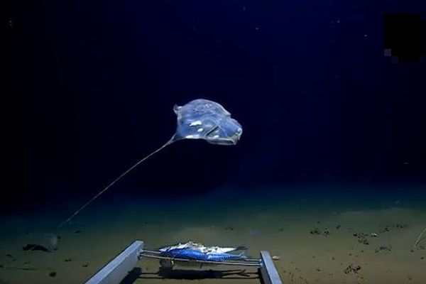 インド洋の深海、7000mの海底で新種と見られる奇妙な生物の撮影に成功