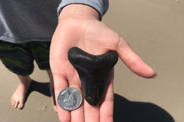 米国の中学生が砂浜でメガロドンの歯を発見、数百万年前のものと推定