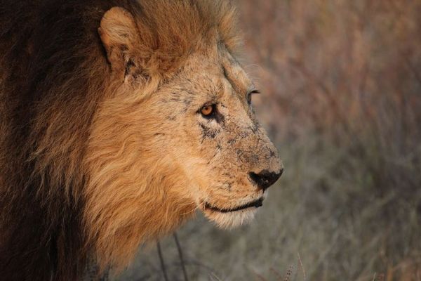 南アで密猟者がゾウに襲われて死亡、遺体もライオンに食べられ頭部しか残らず