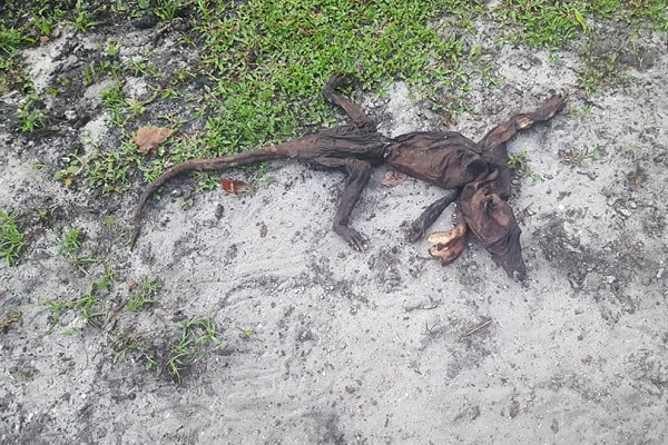 3本の足で暮らすタイのワンコ、土に埋められた赤ん坊を発見しヒーローに