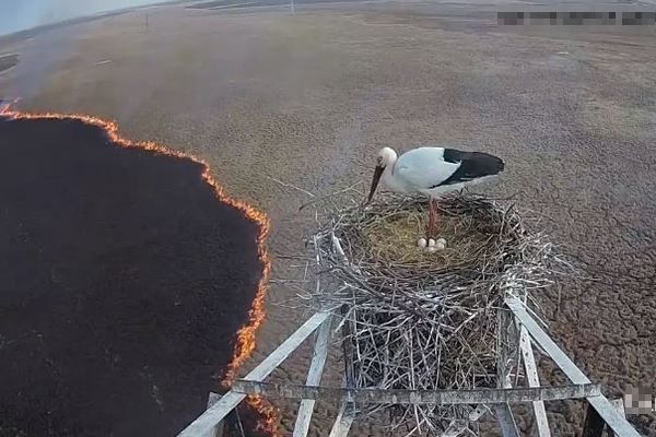 野火の炎が迫る中、コウノトリの父親が巣を離れず最後まで卵を守り抜く