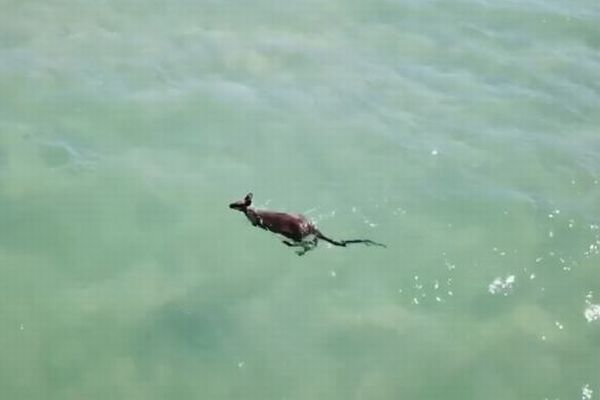 海の中をスーイスイ、オーストラリアで器用に泳ぐカンガルーを目撃【動画】