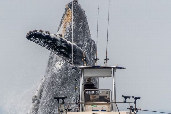 漁船の前で突然、ザトウクジラが大ジャンプ、その瞬間を捉えた写真がダイナミック