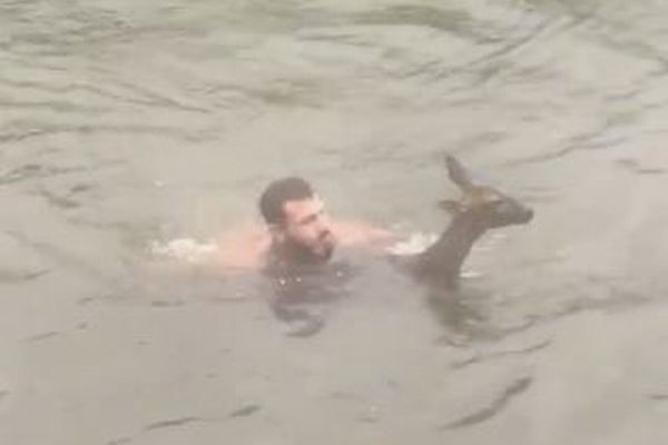 冷たい川で溺れていた子鹿、男性が躊躇せず飛び込み命を救う