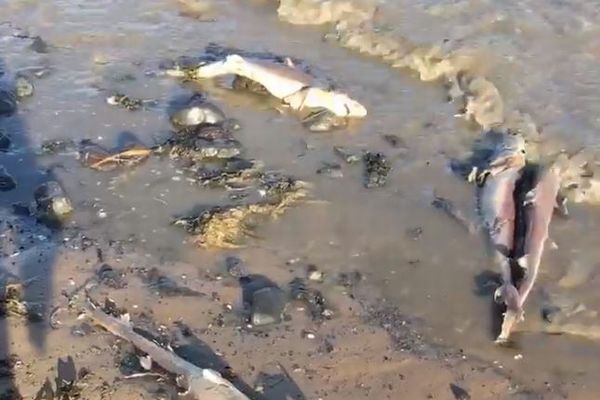 英の浜辺で不可解な光景、100匹以上のサメの死骸が打ち上がる