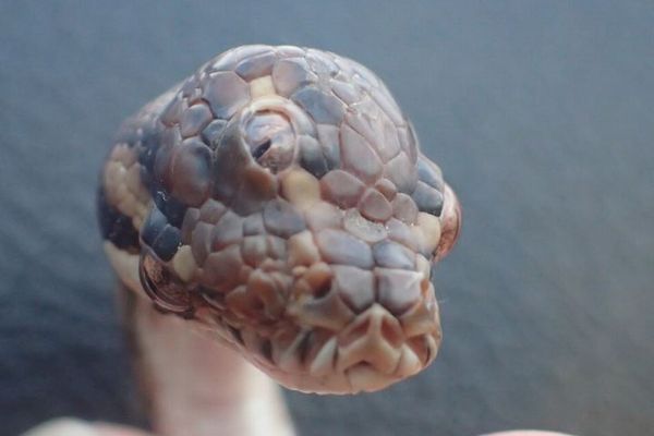 オーストラリアで3つの眼を持つヘビを捕獲、投稿された写真に衝撃が走る