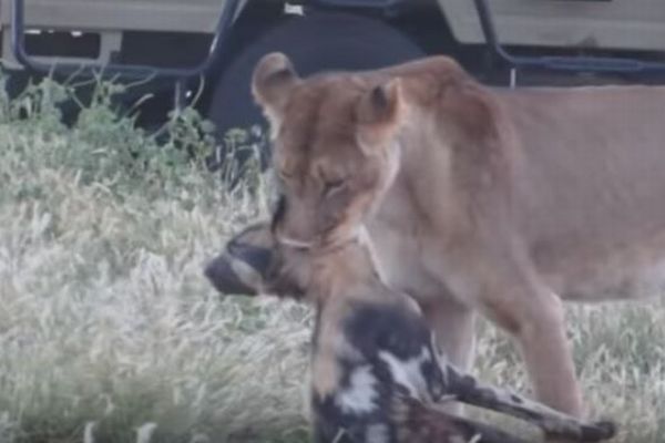 犬 が ライオン の 赤ちゃん を 育てる