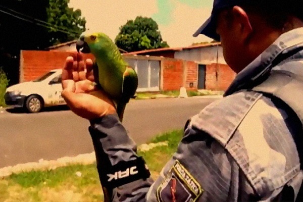 “警察が来た！”ブラジルで麻薬の突入捜査、しかし逮捕されたのはなぜかオウム？
