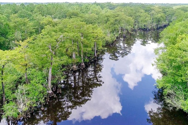米国の沼地で樹齢2624年の“生きた”木を発見！人間の活動により枯れる恐れも…