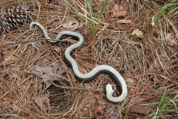 米に生息する「ゾンビ・スネーク」、珍しい性質を持つヘビに注意喚起