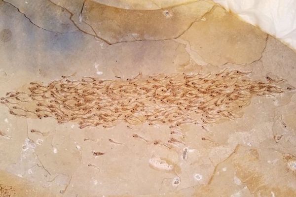 259匹にも及ぶ群れた魚の化石、5000万年前にも集団行動していた証拠を示す