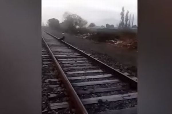 線路に繋がれ怯えるワンコ、手前で列車を止めた運転士の行動が讃えられる