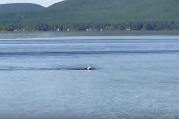 ワシが水の中をスーイスイ！湖で平泳ぎのように泳ぐ姿が撮影される