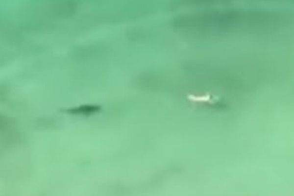 泳ぐ女性の背後からサメの影がゆっくり接近…撮影された映像が恐ろしい
