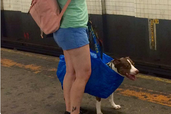 「犬はバッグに入れて」の規則をチートする、ニューヨーカーのライフハックがお見事