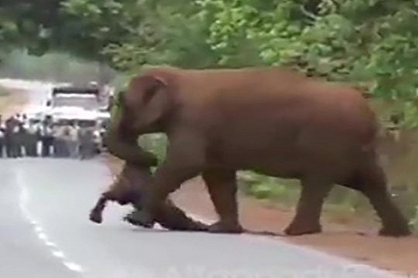 【動画】死んだ子象を悼むかのよう…象の群れによる「葬列」が心を打つ